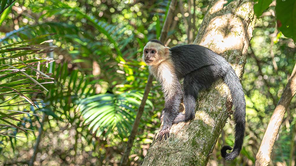 Manuel Antonio National Park Costa Rica Photographed by Pacific Photography CR Manuel Antonio National Park Costa Rica
