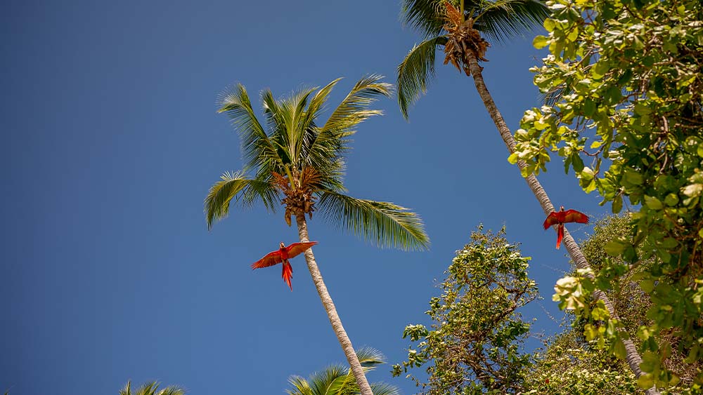 Scarlet Macaws flying overhead at Jaco, Costa Rica Scarlet Macaws flying overhead at Jaco, Costa Rica