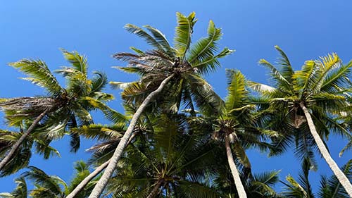 Safety & Tranquility in Costa Rica